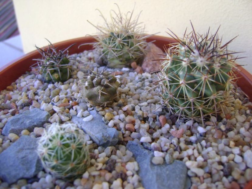 Grup de 5 cactusi - Cactusi 2017 bis bis