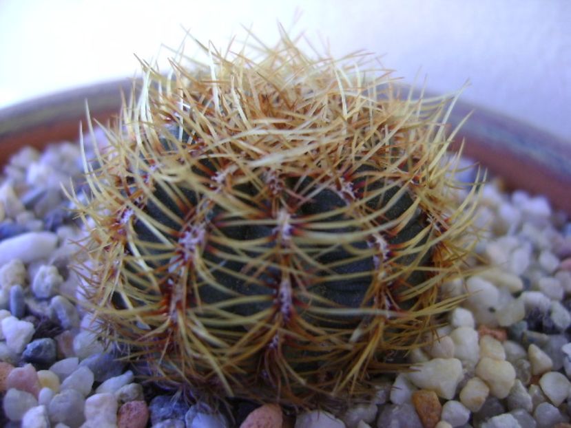 Oroya peruviana - Cactusi 2017 bis bis