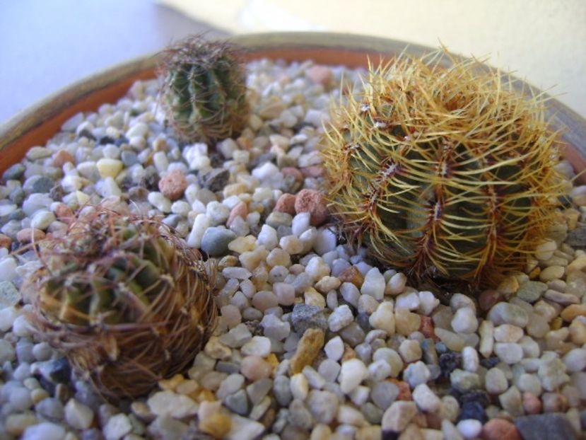 Grup de 3 cactusi - Cactusi 2017 bis bis