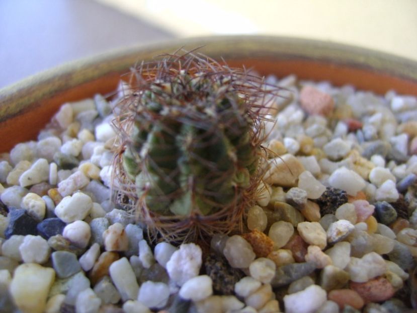 Oroya laxiareolata v. pluricentralis, KK 374 Huancayo, Peru - Cactusi 2017 bis bis