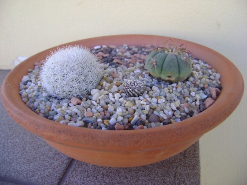 Grup de 2 cactusi - Cactusi 2017 bis bis