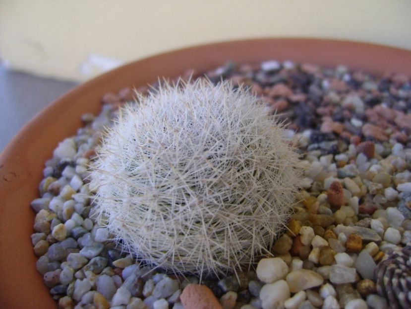 Mammillaria candida, SB280 Huizache, SLP - Cactusi 2017 bis bis