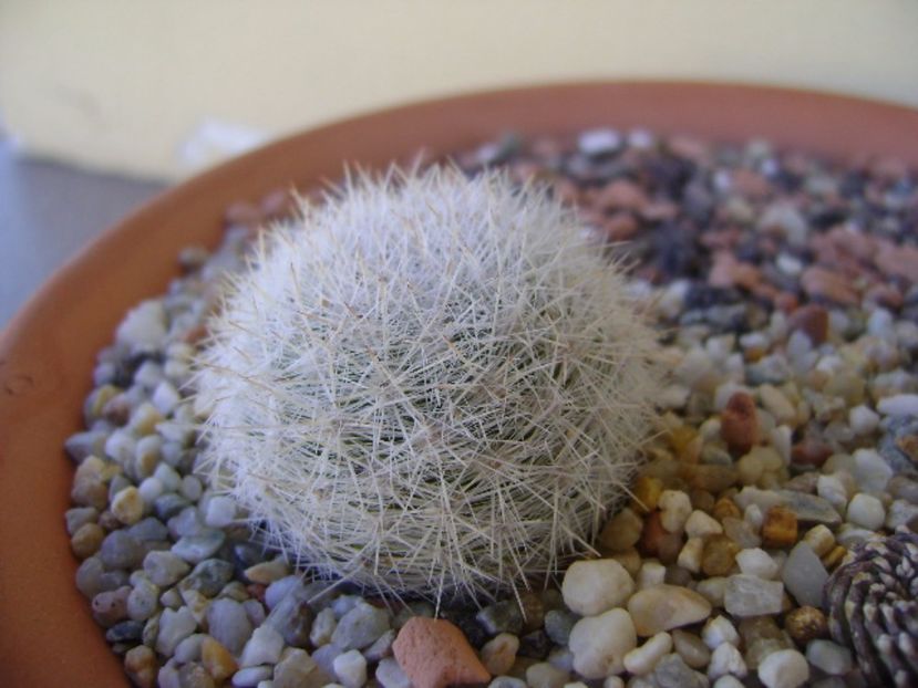 Mammillaria candida, SB280 Huizache, SLP - Cactusi 2017 bis bis