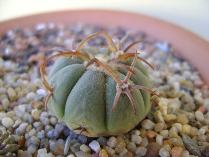 Echinocactus horizonthalonius, San Rafael, Galeana, NL - Cactusi 2017 bis bis