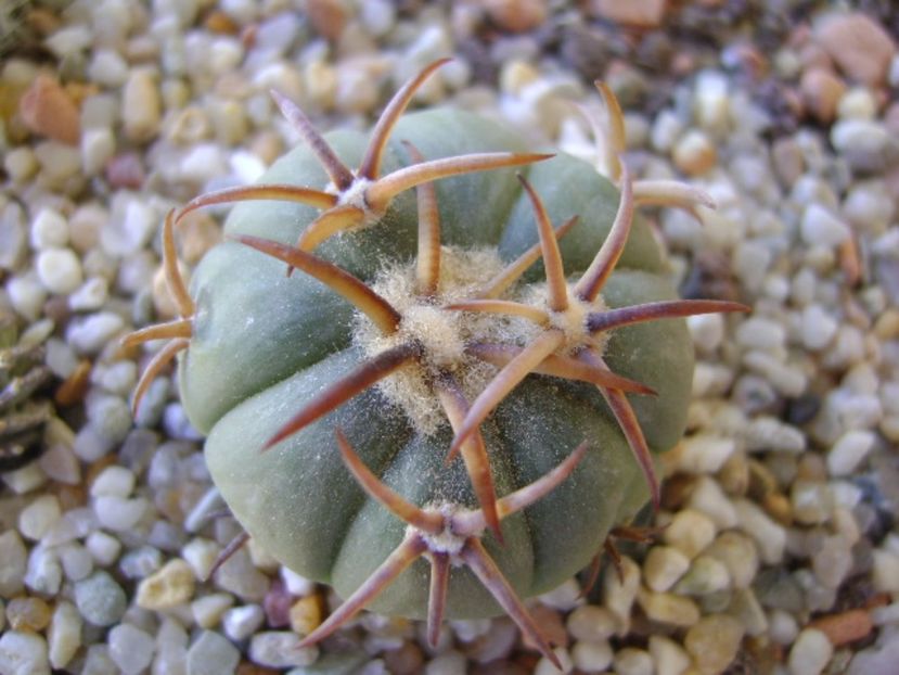 Echinocactus horizonthalonius, San Rafael, Galeana, NL - Cactusi 2017 bis bis