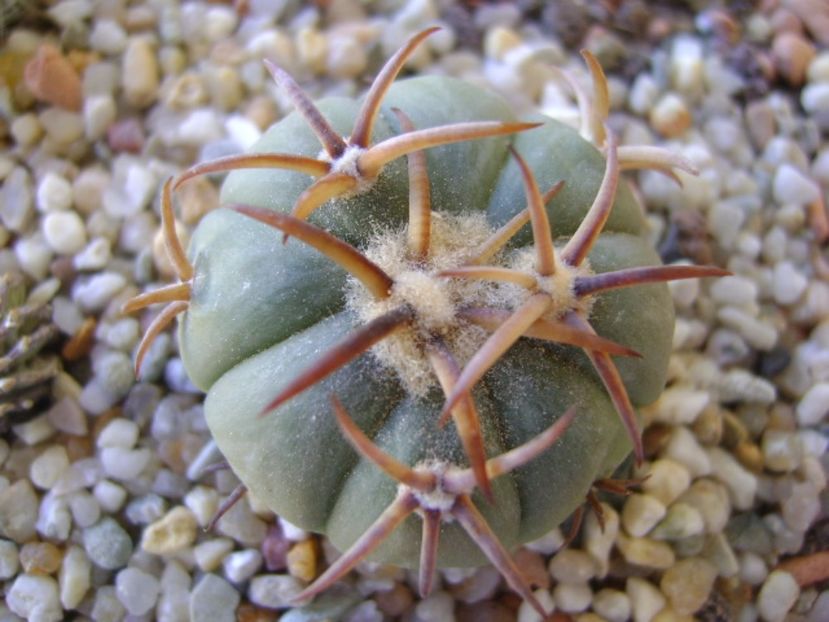 Echinocactus horizonthalonius, San Rafael, Galeana, NL - Cactusi 2017 bis bis