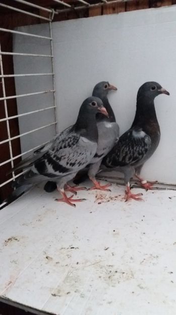 vanduti - De vanzare voiajori pui 2017