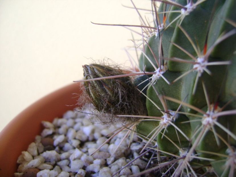 Lobivia jajoiana cv. anemone - Cactusi 2017 bis