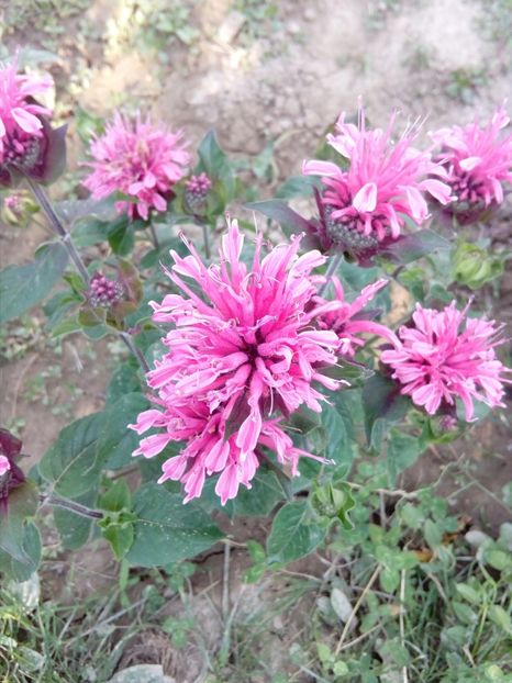  - Plante perene cu flori