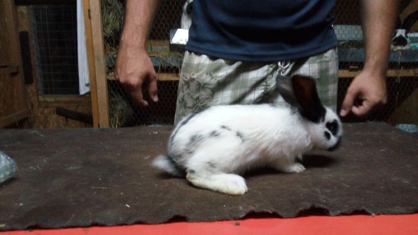  - Femela18-alb negru