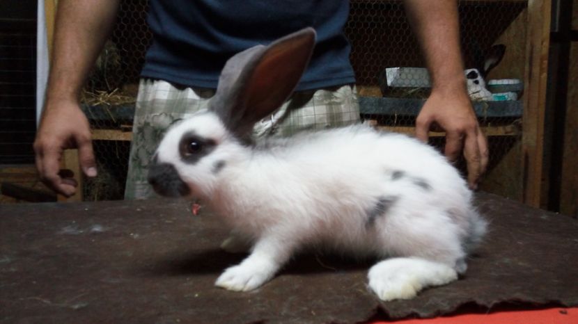  - Femela20-alb albastru