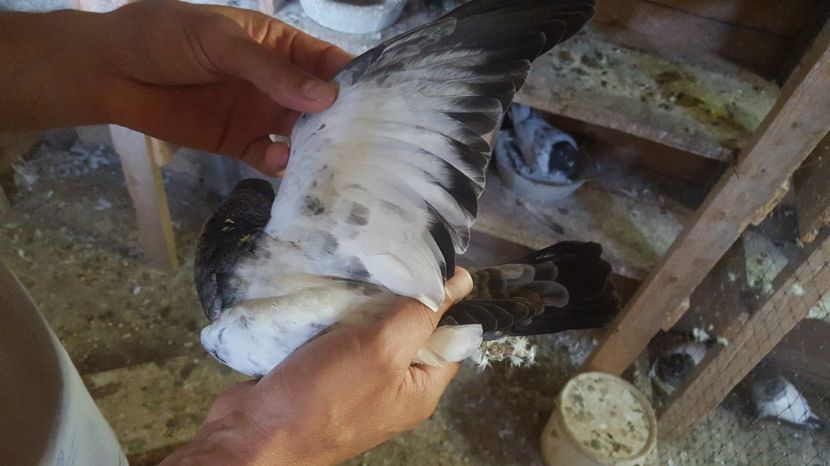  - 1900 Claudiu Zavoianu