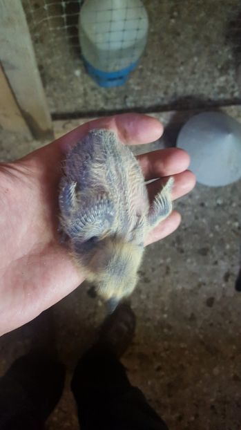  - 1900 Claudiu Zavoianu