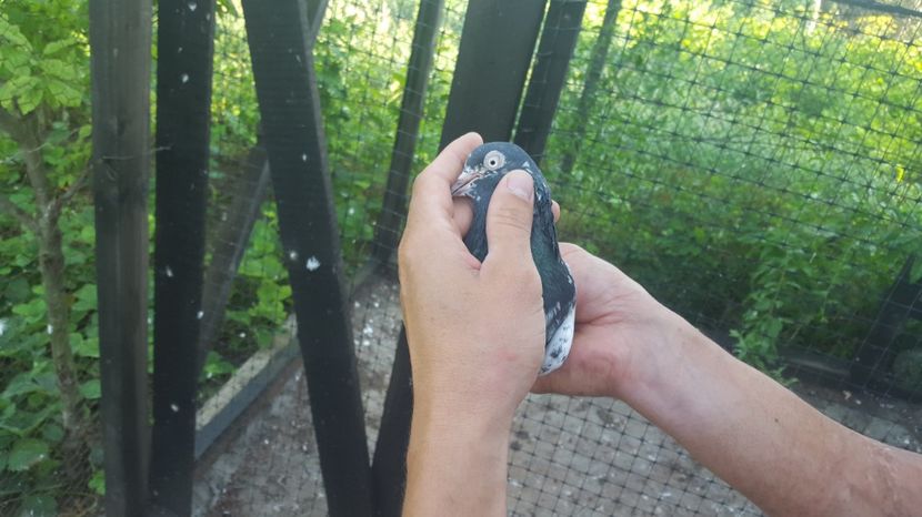  - 1900 Claudiu Zavoianu