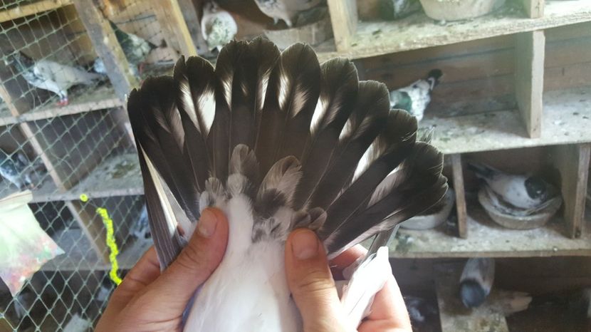  - 1900 Claudiu Zavoianu