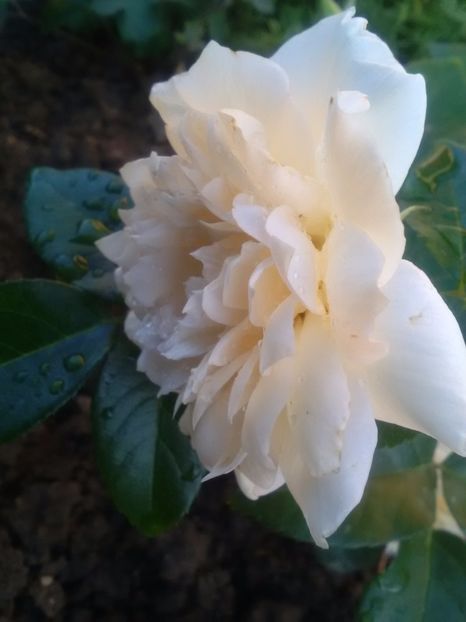  - Nadine Xella Ricci