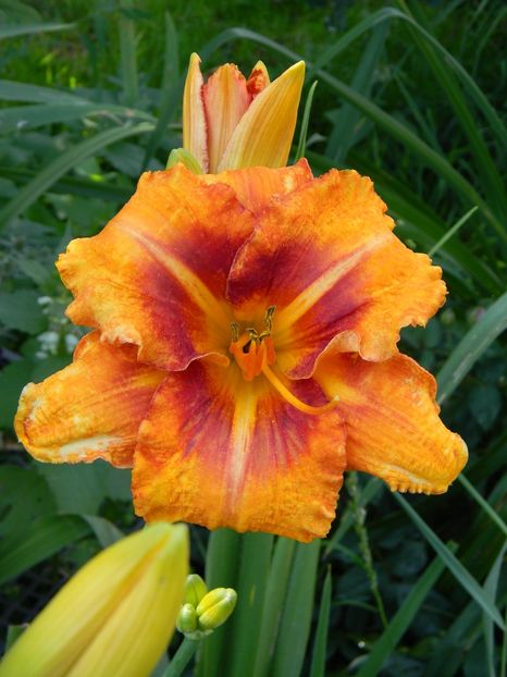 Tigger - xx Colectie hemerocallis
