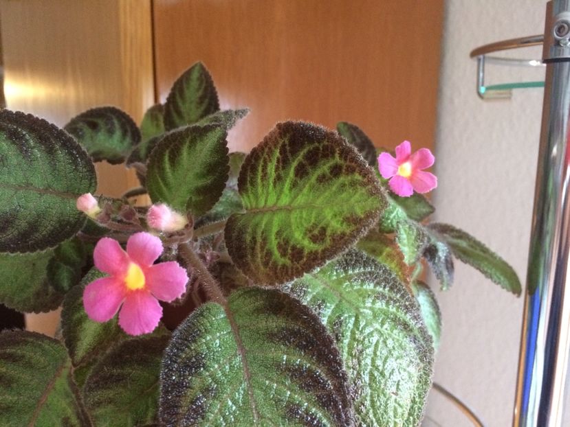 27.06.2017 - Episcia Pink Panther