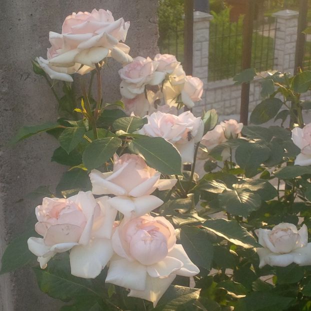 swan lake - trandafiri 2017