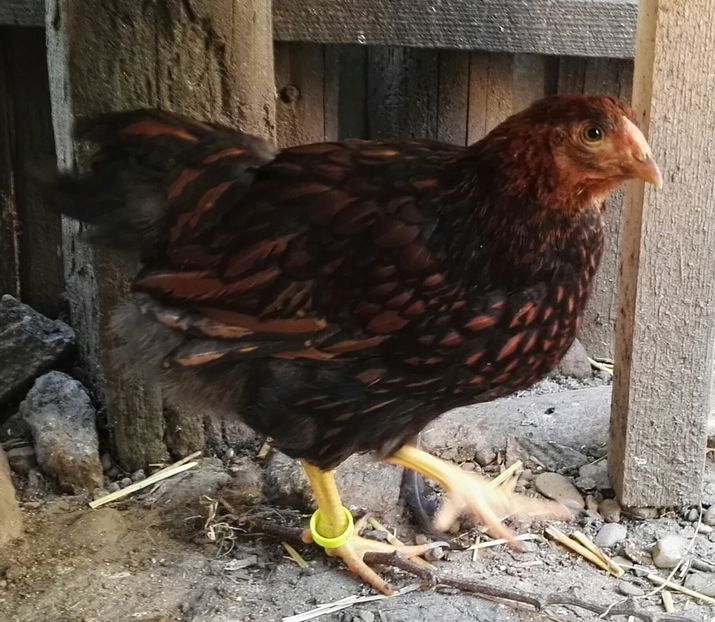  - Wyandotte auriu negru