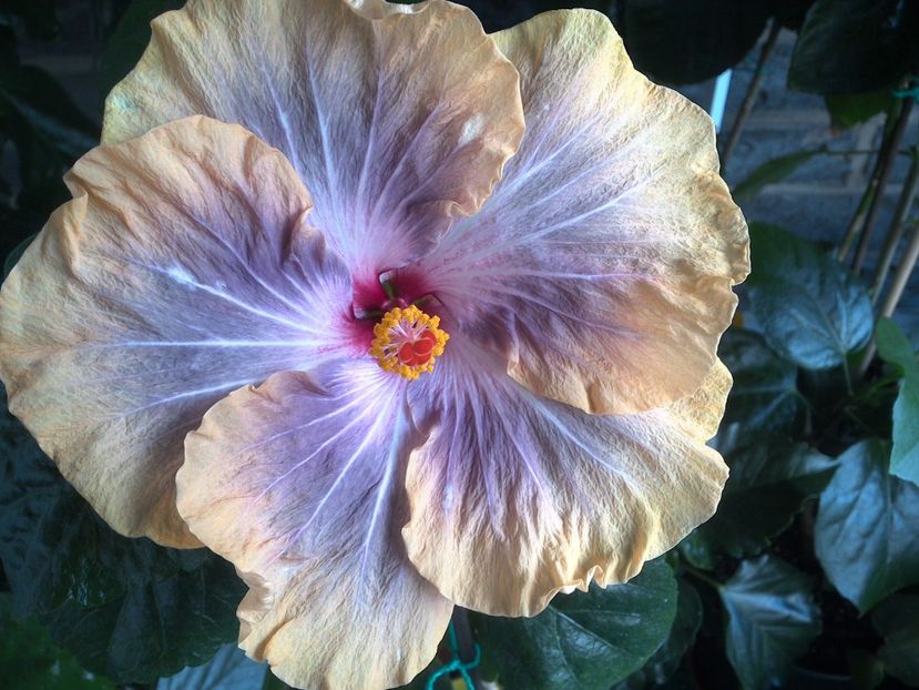 Gabriel - 0Hibiscus in colectie infloriti
