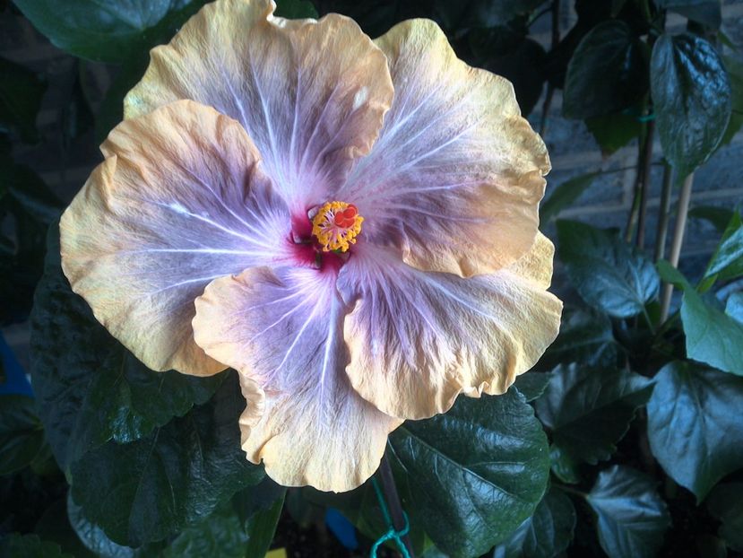 WIN_20170627_073857 - 0Hibiscus in colectie infloriti