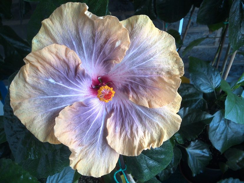Gabriel - 0Hibiscus in colectie infloriti