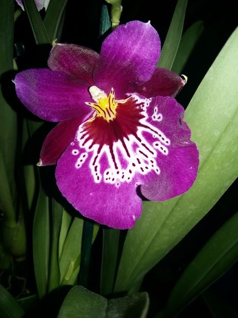  - Miltonia