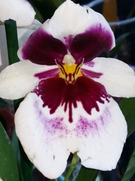  - Miltonia