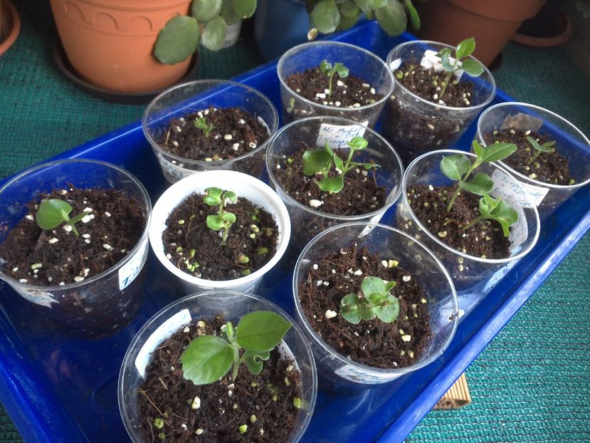 WIN_20170627_074623 - hibiscus din seminte