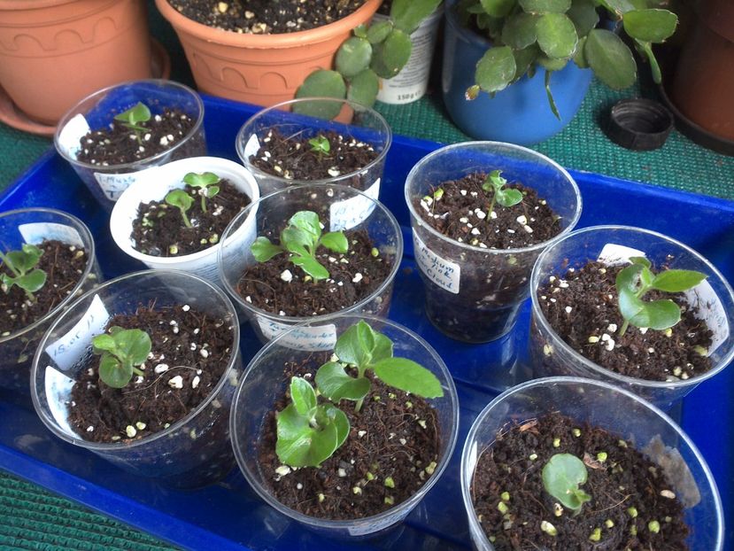 WIN_20170627_074656 - hibiscus din seminte