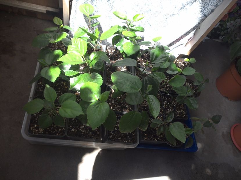 WIN_20170626_110450 - hibiscus din seminte