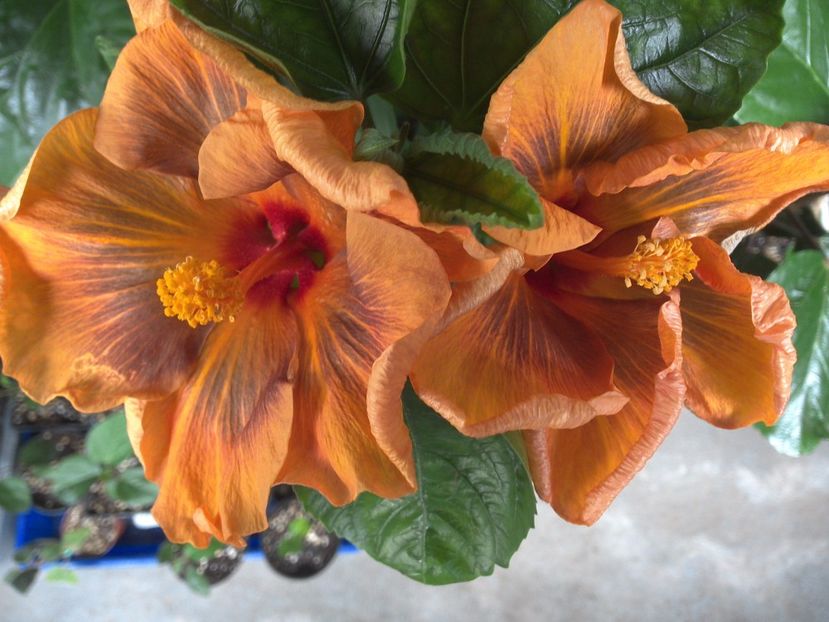 Masket Bandit - 0Hibiscus in colectie infloriti