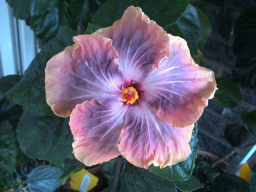 Gabriel - 0Hibiscus in colectie infloriti