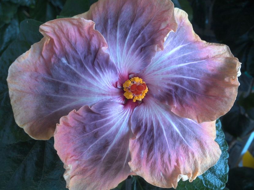 Gabriel - 0Hibiscus in colectie infloriti