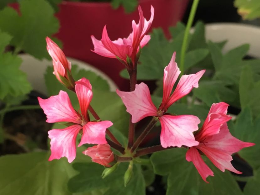 Fireworks Bicolor - Muscate colectie