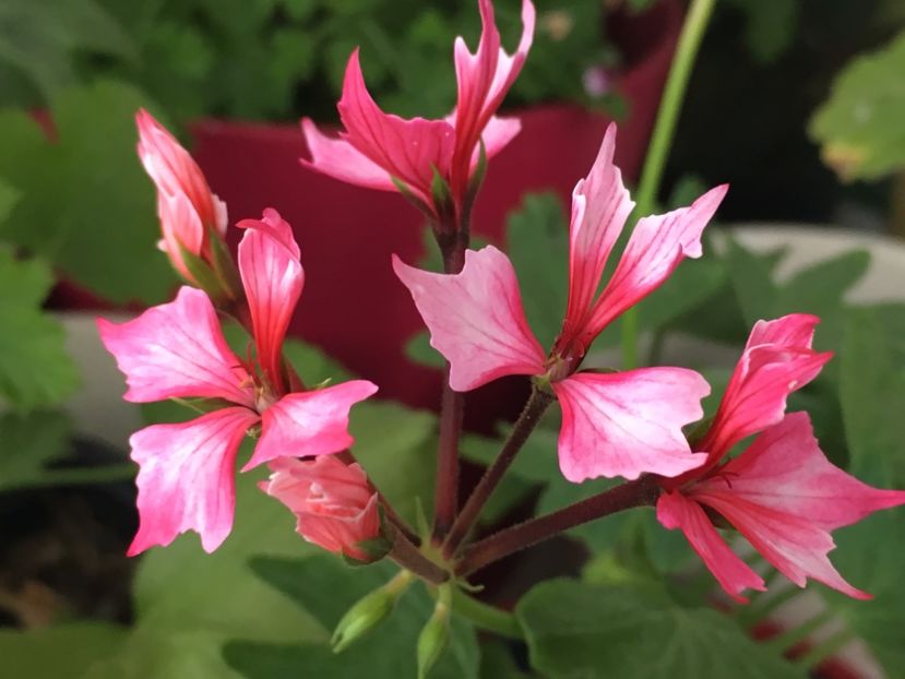 Fireworks Bicolor - Muscate colectie