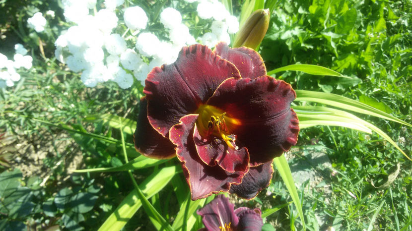  - hemerocallis 2017