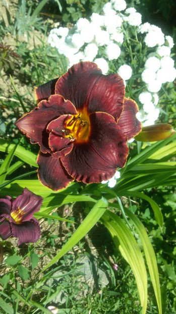  - hemerocallis 2017