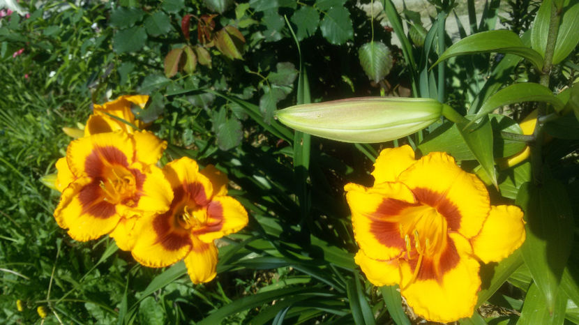  - hemerocallis 2017