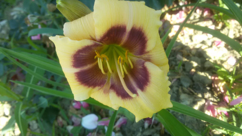  - hemerocallis 2017