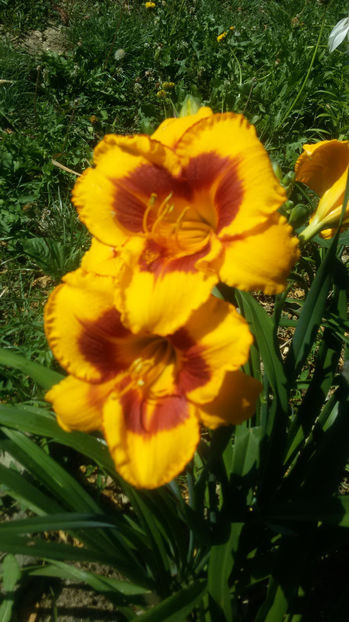  - hemerocallis 2017