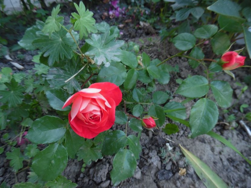  - Kordes Gebrüder Grimm