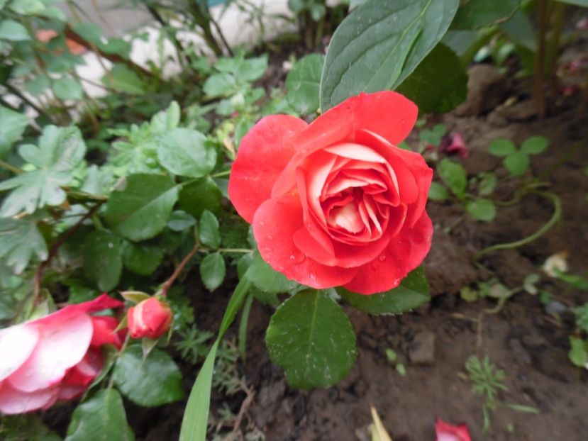  - Kordes Gebrüder Grimm