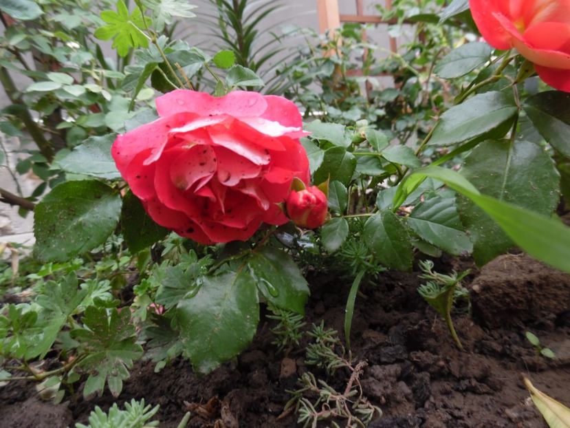  - Kordes Gebrüder Grimm