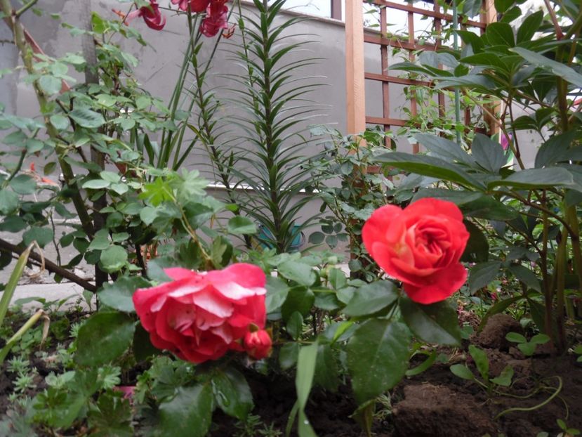  - Kordes Gebrüder Grimm