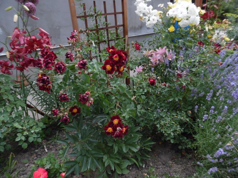  - Dominique Massad -Zoic