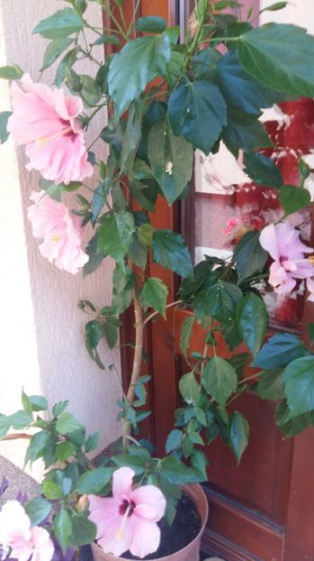 1498554335173-1097038541 - 2017 HIBISCUS -TRANDAFIRI JAPONEZ