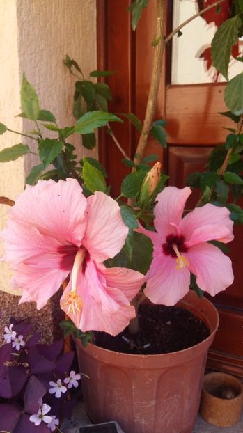1498554381991-1995926172 - 2017 HIBISCUS -TRANDAFIRI JAPONEZ