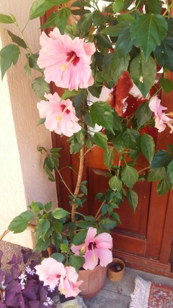  - 2017 HIBISCUS -TRANDAFIRI JAPONEZ